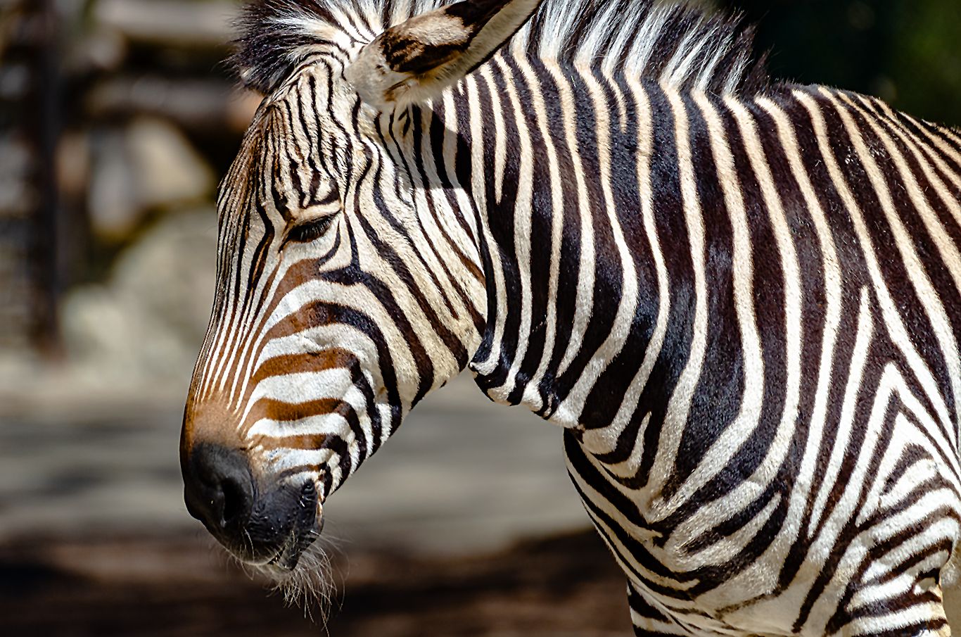 Hellabrunn München Zebra